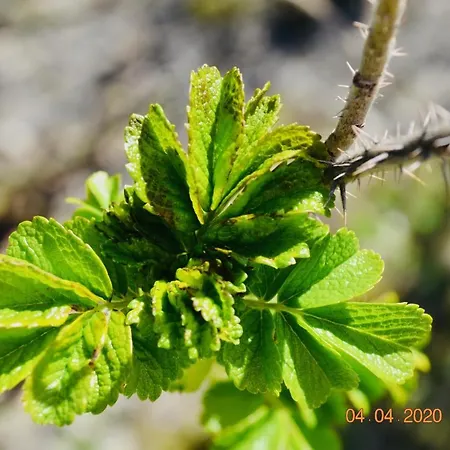 Premium-ferienhaus - Erholung Sauna Familie بيت للعطل